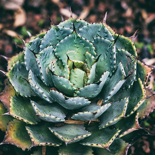 Каталог многолетников