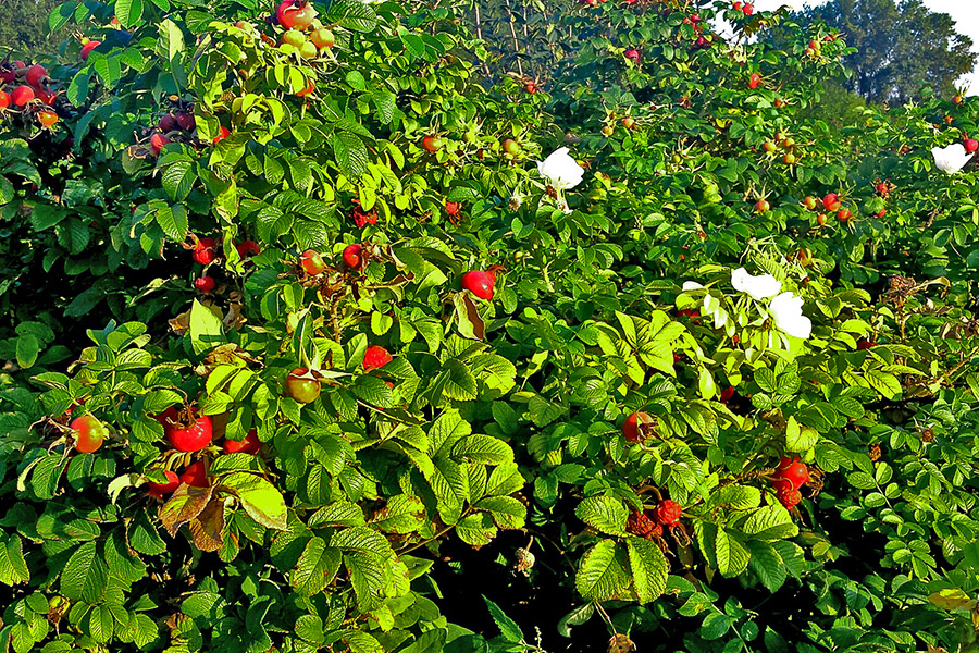 Многолетники в питомнике DĘBSCY