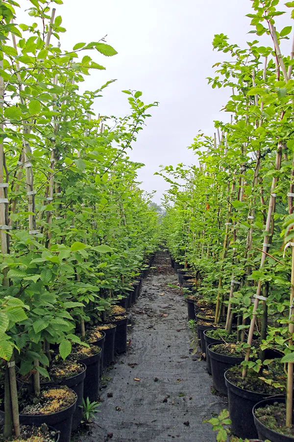 Высокая туя