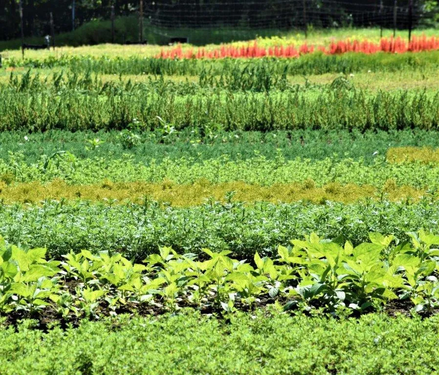 Растения в питомнике