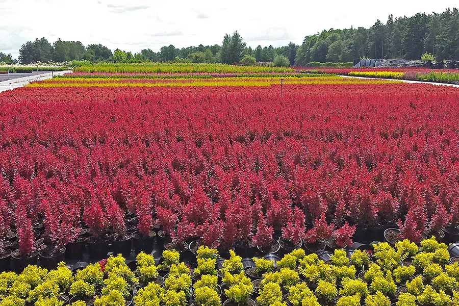 Лиственные деревья