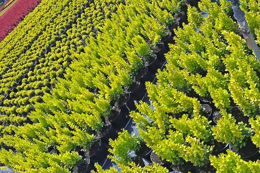 Торговая площадка для растений