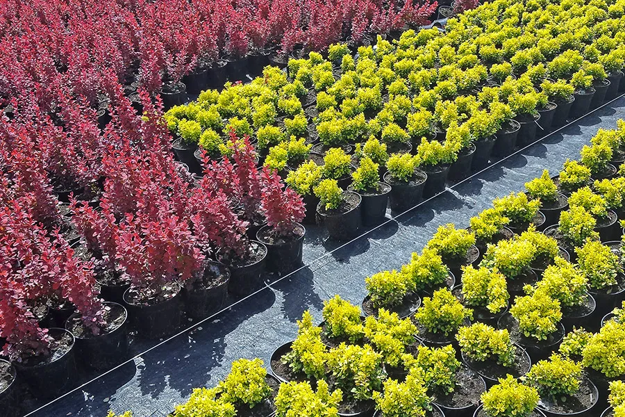 Подъездная дорога к нашему питомнику