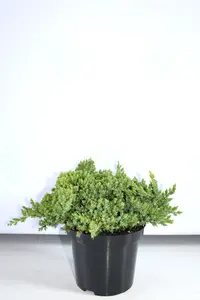 Можжевельник