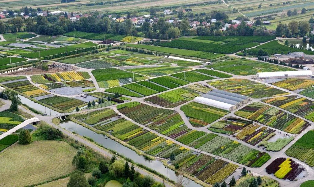 Каталог хвойных пород