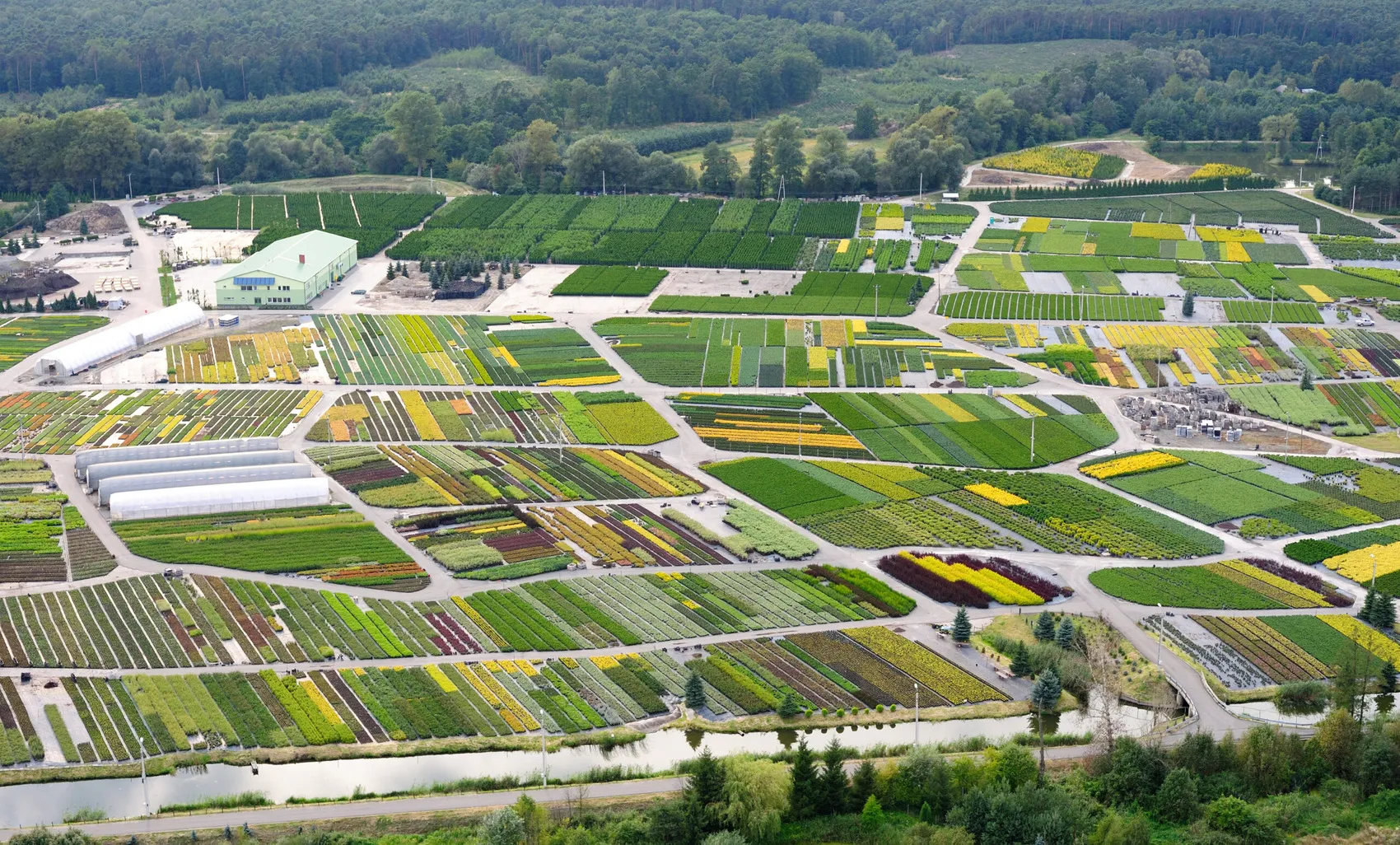 Лиственные деревья в питомнике DĘBSCY