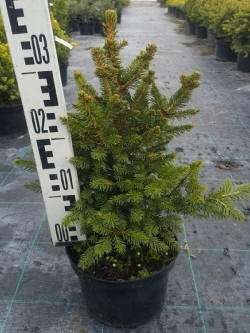 picea świerk