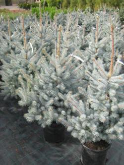 picea świerk